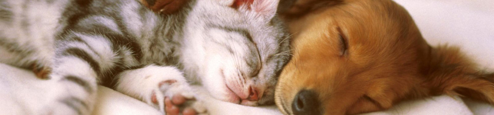 ARVS Veterinary Services NH